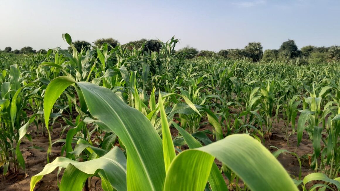 Dossier: Au cœur des enjeux et des défis de l’agriculture tchadienne