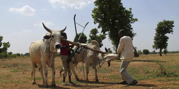 Dossier: Populations rurales, maillon faible de la filière agricole au Tchad
